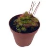 Drosera, Sundews, Rare Carnivorous Plant, In 2 Inch Pot Capensis Cape -Green Aura il fullxfull.3766139195 3iaf