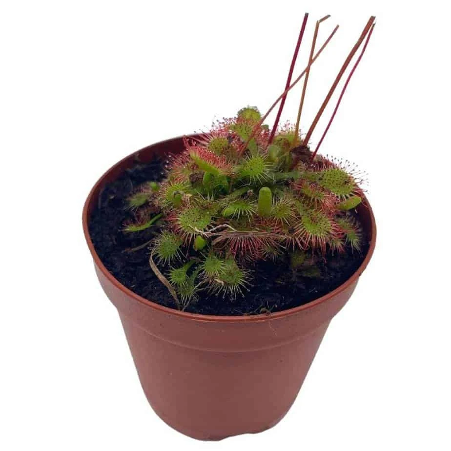 Drosera, Sundews, Rare Carnivorous Plant, In 2 Inch Pot Capensis Cape 3 Drosera, Sundews, Rare Carnivorous Plant, In 2 Inch Pot Capensis Cape