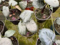 Alocasia Serendipity, 6 Inch, Black Elephant Ear, Upright