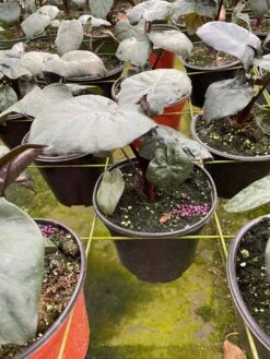 Alocasia Serendipity, 6 Inch, Black Elephant Ear, Upright -Green Aura il fullxfull.3773890953 4o5l