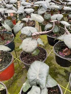 Alocasia Serendipity, 6 Inch, Black Elephant Ear, Upright -Green Aura il fullxfull.3773890979 qk9u