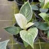 Philodendron Birkin, White Wave, 6 Inch, Mermaid Tail -Green Aura il fullxfull.3773904489 oyc6