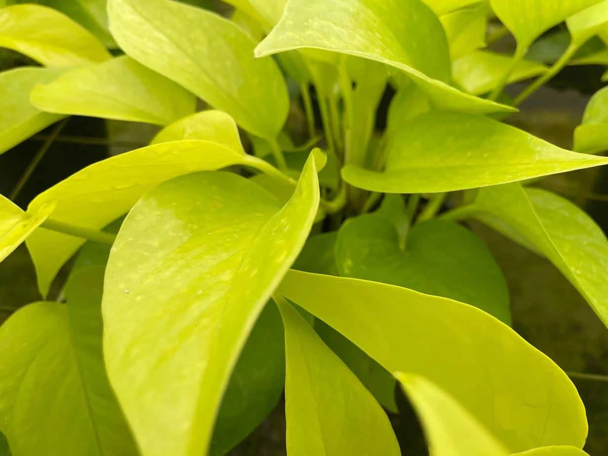 Neon Pothos, 6 Inch, Devil's Ivy, Hunter's Rove 7 Neon Pothos, 6 Inch, Devil's Ivy, Hunter's Rove - Image 5