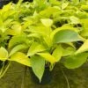 Neon Pothos, 6 Inch, Devil's Ivy, Hunter's Rove -Green Aura il fullxfull.3773908743 j7ne