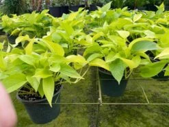 Neon Pothos, 6 Inch, Devil's Ivy, Hunter's Rove 13 Neon Pothos, 6 Inch, Devil's Ivy, Hunter's Rove -Green Aura il fullxfull.3773908765 cy0t