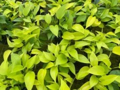 Neon Pothos, 6 Inch, Devil's Ivy, Hunter's Rove 12 Neon Pothos, 6 Inch, Devil's Ivy, Hunter's Rove -Green Aura il fullxfull.3773908769 q1z6