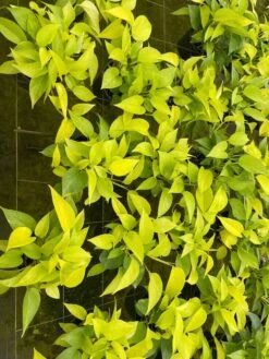 Neon Pothos, 6 Inch, Devil's Ivy, Hunter's Rove 14 Neon Pothos, 6 Inch, Devil's Ivy, Hunter's Rove -Green Aura il fullxfull.3773908777 ltoe