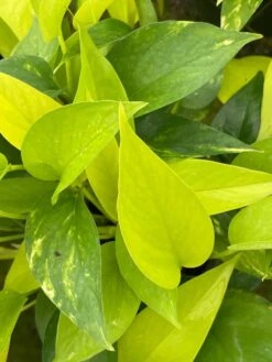 Neon Pothos, 6 Inch, Devil's Ivy, Hunter's Rove 19 Neon Pothos, 6 Inch, Devil's Ivy, Hunter's Rove -Green Aura il fullxfull.3773908829 d86d