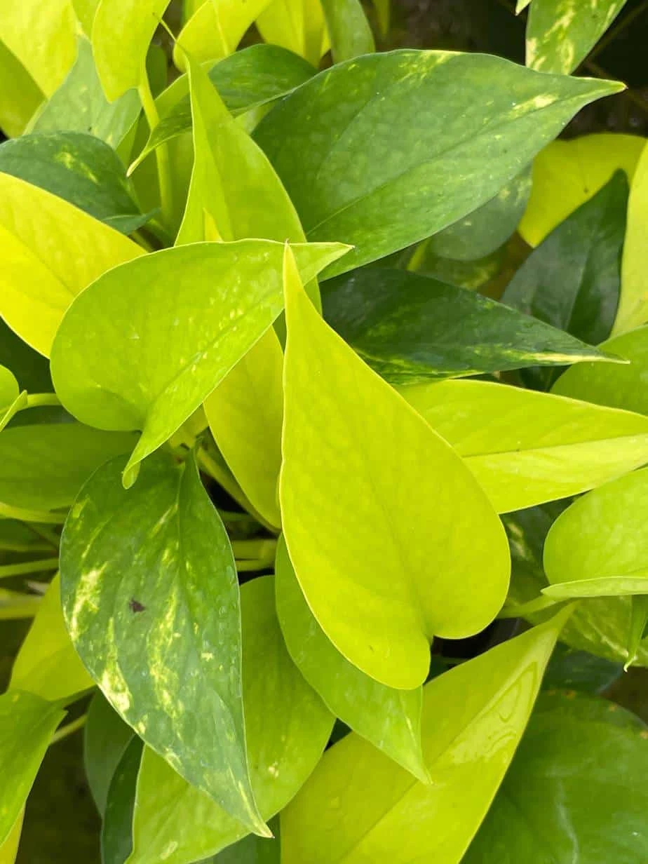 Neon Pothos, 6 Inch, Devil's Ivy, Hunter's Rove 11 Neon Pothos, 6 Inch, Devil's Ivy, Hunter's Rove - Image 9