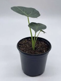Alocasia Regal Shield, 4 Inch, Very Rare Elephant's Ear -Green Aura il fullxfull.3790961465 ihr7