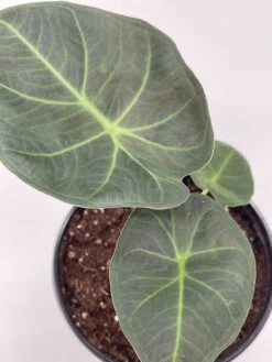 Alocasia Regal Shield, 4 Inch, Very Rare Elephant's Ear -Green Aura il fullxfull.3790961475 5im6