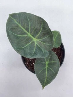 Alocasia Regal Shield, 4 Inch, Very Rare Elephant's Ear -Green Aura il fullxfull.3790961585 86ub