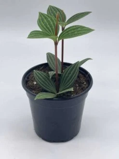 Peperomia Puteolata, 4 Inch, Stilt Peperomia, Parallel Peperomia -Green Aura il fullxfull.3791925137 24tg