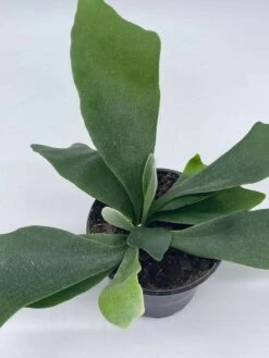 Staghorn Fern, Platycerium Bifurcatum, 4 Inch, Crown, Elkhorn Fern -Green Aura il fullxfull.3791946833 gfb1