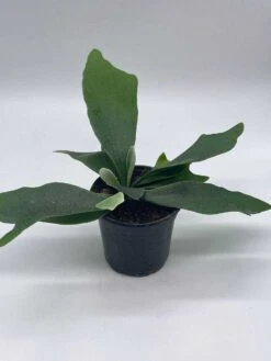 Staghorn Fern, Platycerium Bifurcatum, 4 Inch, Crown, Elkhorn Fern -Green Aura il fullxfull.3791946857 g6fj