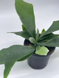 Staghorn Fern, Platycerium Bifurcatum, 4 Inch, Crown, Elkhorn Fern -Green Aura il fullxfull.3791946893 d7az