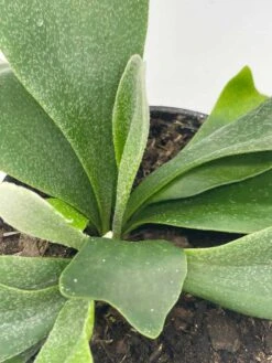 Staghorn Fern, Platycerium Bifurcatum, 4 Inch, Crown, Elkhorn Fern -Green Aura il fullxfull.3791946911 jf4o