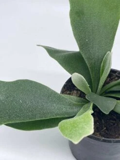 Staghorn Fern, Platycerium Bifurcatum, 4 Inch, Crown, Elkhorn Fern -Green Aura il fullxfull.3791947181 2biw