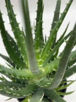 Giant Aloe Vera / Extra Large Aloe Barbadensis Miller / Natural Aloe Vera Gel Plant -Green Aura il fullxfull.3811135787 oequ