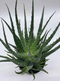 Giant Aloe Vera / Extra Large Aloe Barbadensis Miller / Natural Aloe Vera Gel Plant -Green Aura il fullxfull.3811135885 k46m