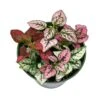 Polka-dot-plant, Hypoestes Phyllostachya, Tricolor, Red Pink And White, Very Limited, In A 4 Inch Pot Super Cute -Green Aura il fullxfull.3811147087 9c36