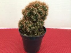 Medium Succulent Plant - Curiosity Cactus 'Rojo'. A Very Uniquely Shaped Cactus. -Green Aura il fullxfull.590025838 8k9j 1