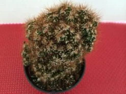 Medium Succulent Plant - Curiosity Cactus 'Rojo'. A Very Uniquely Shaped Cactus. -Green Aura il fullxfull.590130793 gk9j 1