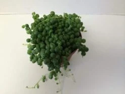 Medium Succulent Plant - Senecio Rowleyanus 'String Of Pearls'