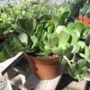 Medium Succulent Plant - Senecio Jacobsenii. This Plant Has Exquisite Coloring. -Green Aura il fullxfull.657234256 ntcw