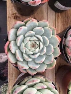 Large Succulent Plant Echeveria Tippy Pale Blue Rosette With Pointed Red Tips -Green Aura il fullxfull.661840904 9v6b