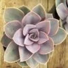 Large Succulent Plant -Purple Echeveria, Perle Von Nurnberg -Green Aura il fullxfull.661955501 eefe