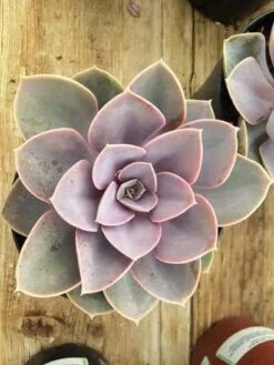 Large Succulent Plant -Purple Echeveria, Perle Von Nurnberg