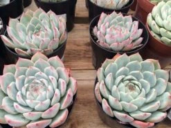Large Succulent Plant Echeveria Tippy Pale Blue Rosette With Pointed Red Tips -Green Aura il fullxfull.661963957 mj1u