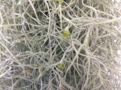 Air Plant Mature Live Spanish Moss | A Silvery-gray Plant That Is So Unique. -Green Aura il fullxfull.765906468 7paw