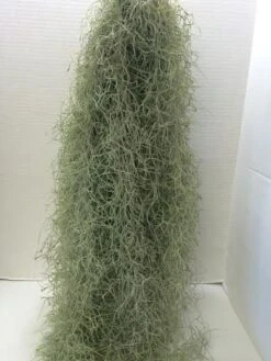 Air Plant Mature Live Spanish Moss | A Silvery-gray Plant That Is So Unique. -Green Aura il fullxfull.765907094 5mgp