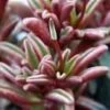 Medium Succulent Plant - Peperomia Graveolens. A Beautifiul Plant With Spectacular Color Contrasts. 1 Medium Succulent Plant - Peperomia Graveolens. A Beautifiul Plant With Spectacular Color Contrasts. -Green Aura il fullxfull.832587515 k72v