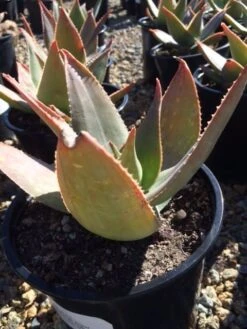 Mature Aloe Hybrid | Aloe Striata Hybrid Or Ghost Aloe | A Beautiul Purple-gray Aloe -Green Aura il fullxfull.935768954 kc12