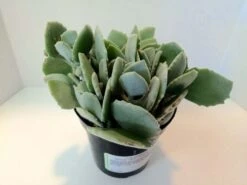 Medium Succulent Plant - Kalanchoe Millotii. Beautiful, Suede Textured, Fleshy, Pale Green Leaves. -Green Aura il fullxfull.983727928 6e22