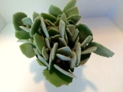Medium Succulent Plant - Kalanchoe Millotii. Beautiful, Suede Textured, Fleshy, Pale Green Leaves. -Green Aura il fullxfull.983727932 srdx