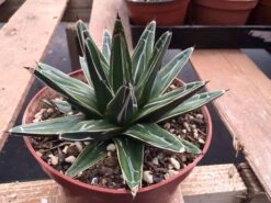Large Succulent Plant Agave Regina. Star Shaped, Spiked Rosette. -Green Aura il fullxfull.995361912 7483