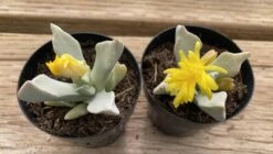 Succulent Plant Small Schwantesia Borcherdsii. 12 Succulent Plant Small Schwantesia Borcherdsii. -Green Aura lapaderia 1