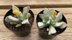 Succulent Plant Small Schwantesia Borcherdsii. 13 Succulent Plant Small Schwantesia Borcherdsii. -Green Aura lapaderia 2