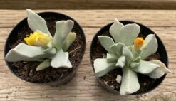 Succulent Plant Small Schwantesia Borcherdsii. 14 Succulent Plant Small Schwantesia Borcherdsii. -Green Aura lapaderia 3