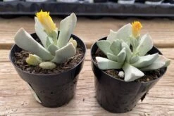 Succulent Plant Small Schwantesia Borcherdsii. 15 Succulent Plant Small Schwantesia Borcherdsii. -Green Aura lapaderia 4