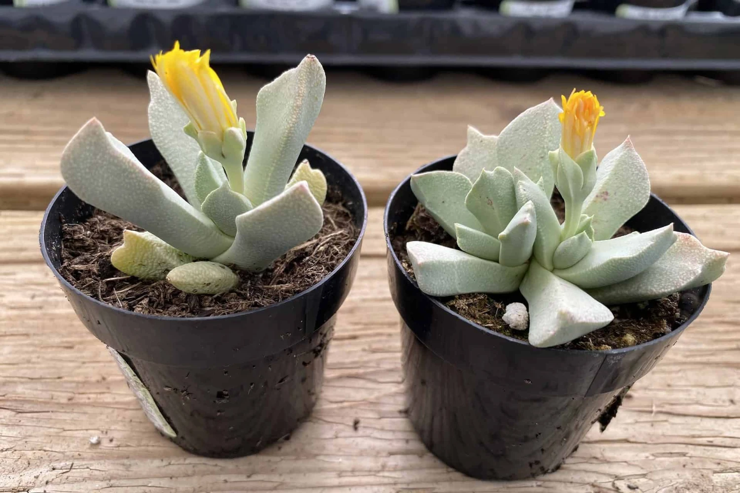 Succulent Plant Small Schwantesia Borcherdsii. 7 Succulent Plant Small Schwantesia Borcherdsii. - Image 5