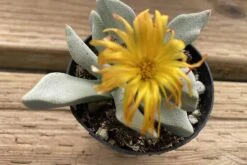 Succulent Plant Small Schwantesia Borcherdsii. 16 Succulent Plant Small Schwantesia Borcherdsii. -Green Aura lapaderia 5