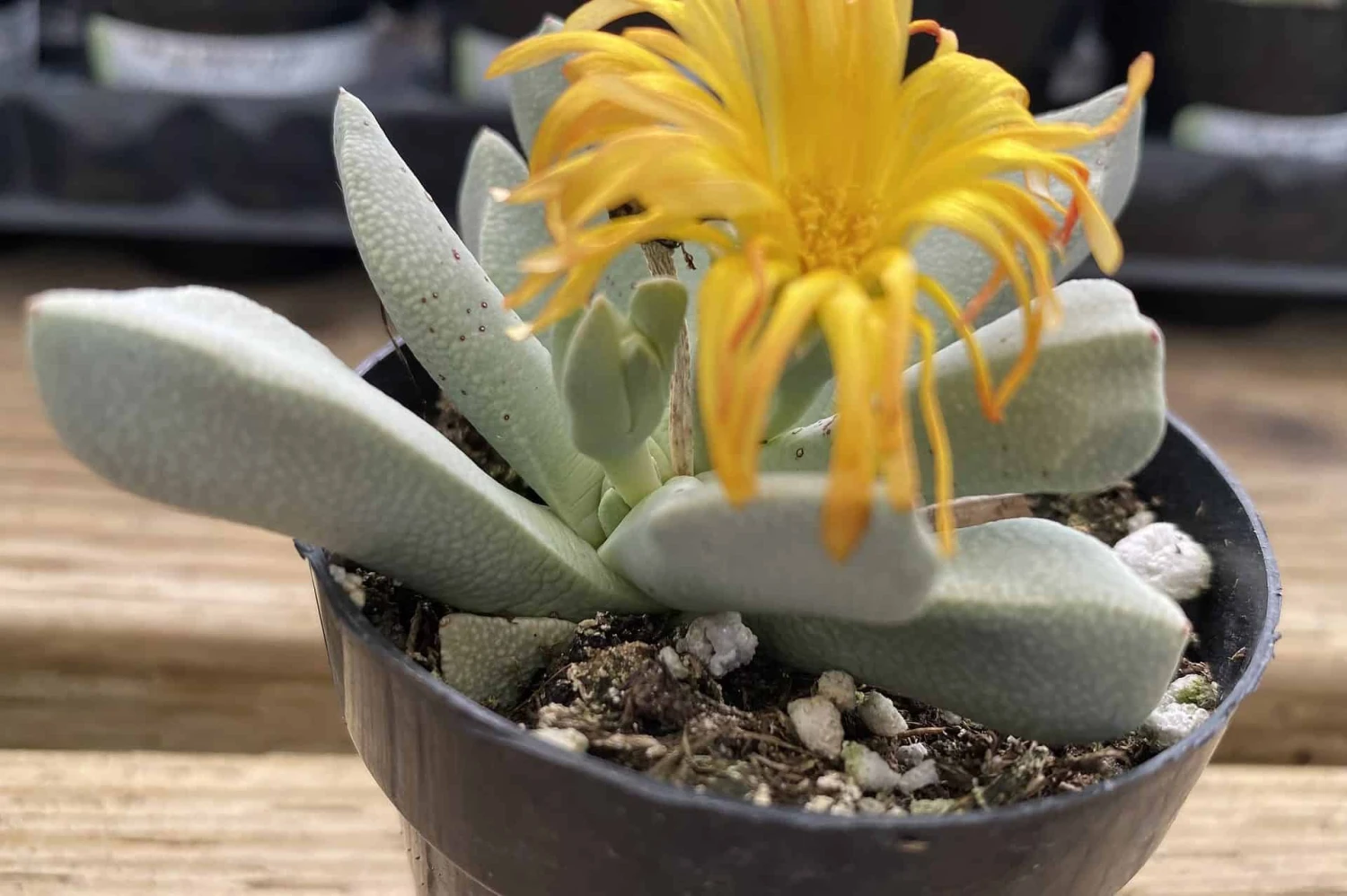 Succulent Plant Small Schwantesia Borcherdsii. 3 Succulent Plant Small Schwantesia Borcherdsii.