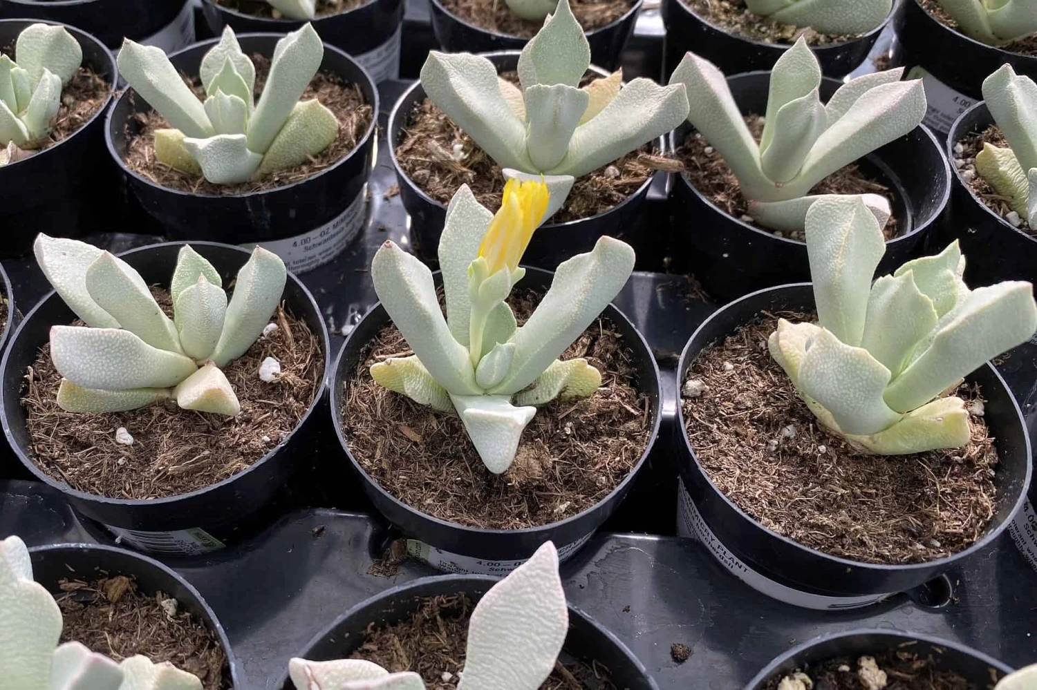 Succulent Plant Small Schwantesia Borcherdsii. 10 Succulent Plant Small Schwantesia Borcherdsii. - Image 8