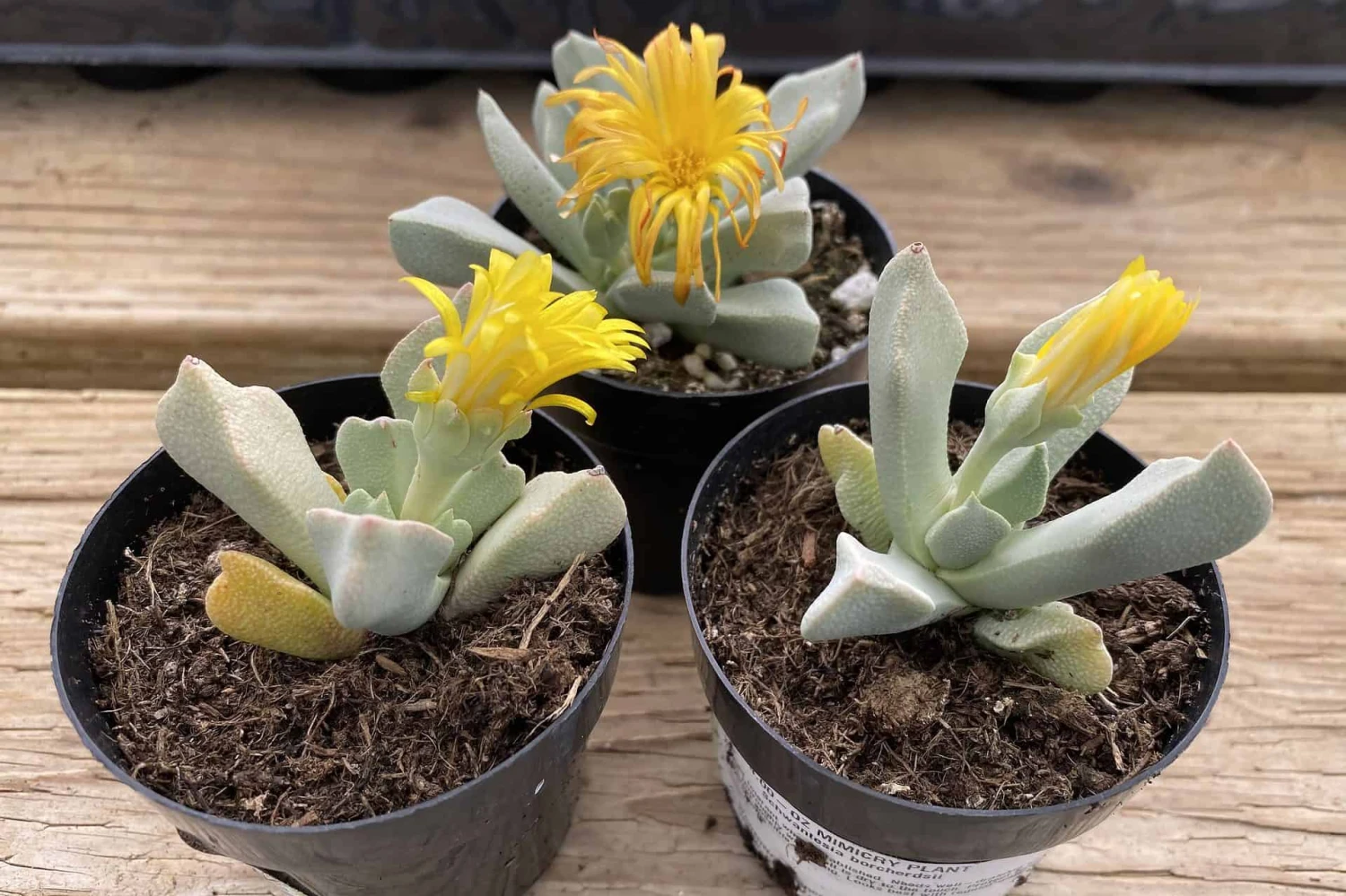 Succulent Plant Small Schwantesia Borcherdsii. 11 Succulent Plant Small Schwantesia Borcherdsii. - Image 9