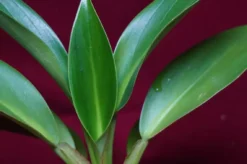 Philodendron Madagascar